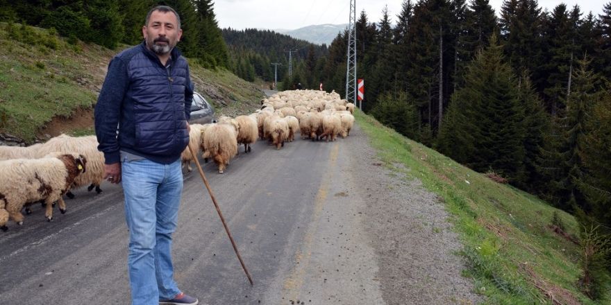 Koyun sürüleri yayla yollarında uzun kuyruklar oluşturuyor