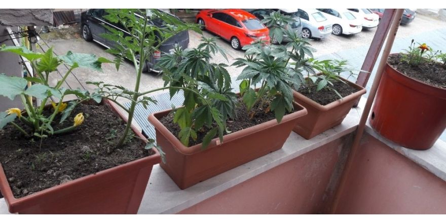 Saksıda kenevir yetiştirirken yakalandı