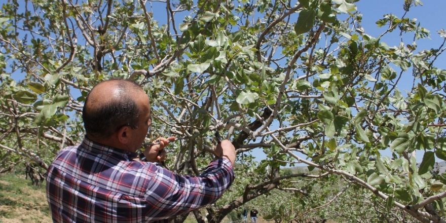 Siirt’te bağ ve bahçeler kontrol edildi