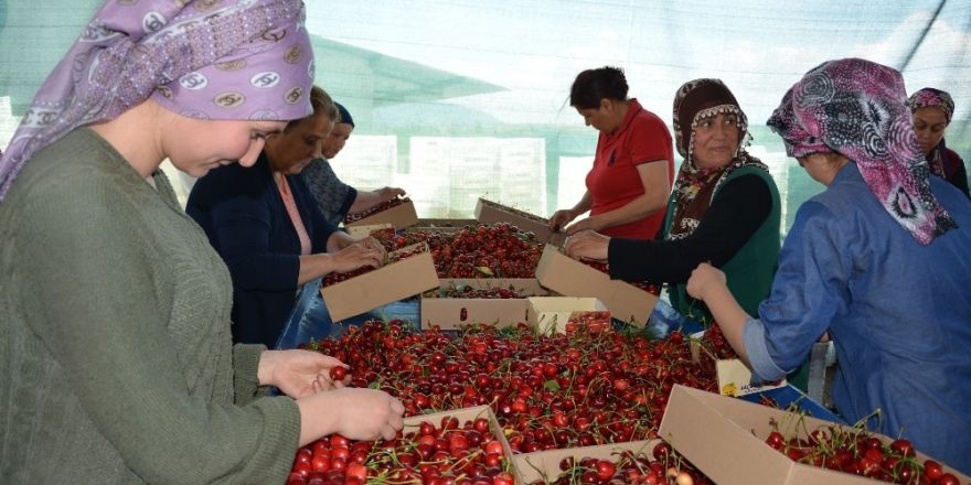 Manisa’da kiraz üreticisini ihracatçılar vurdu