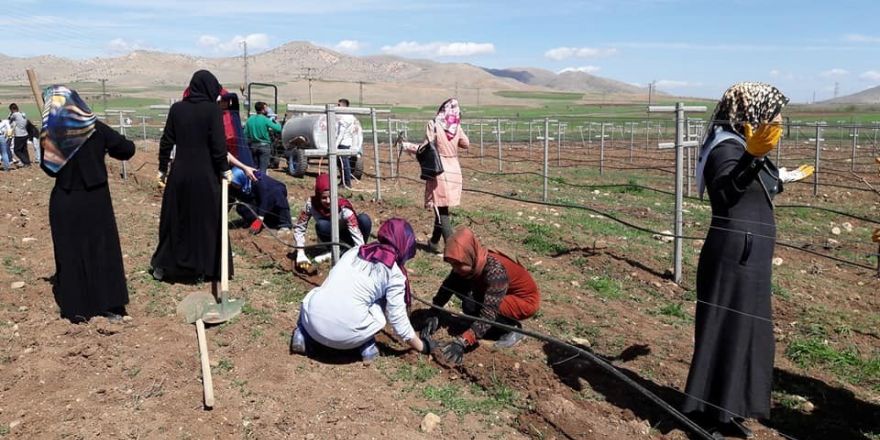 Gercüş’te ‘Modern Telli Terbiye Sistemiyle Bağ Tesisi’ kuruldu