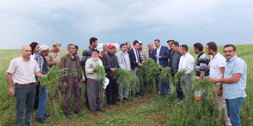 Keban’da yem bezelyesi tarla günü