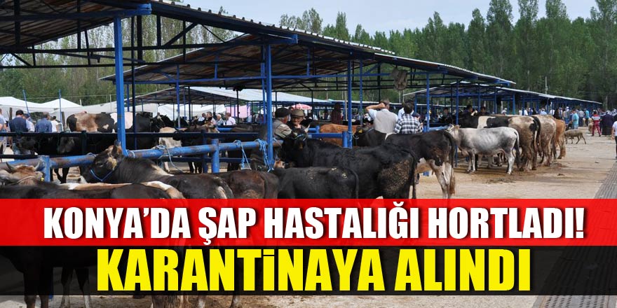 Şap, Konya'da hortladı