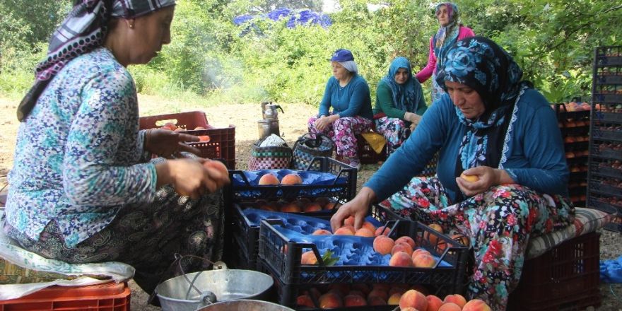 Bursa’da şeftali hasadı ve fiyatları yüzleri güldürdü