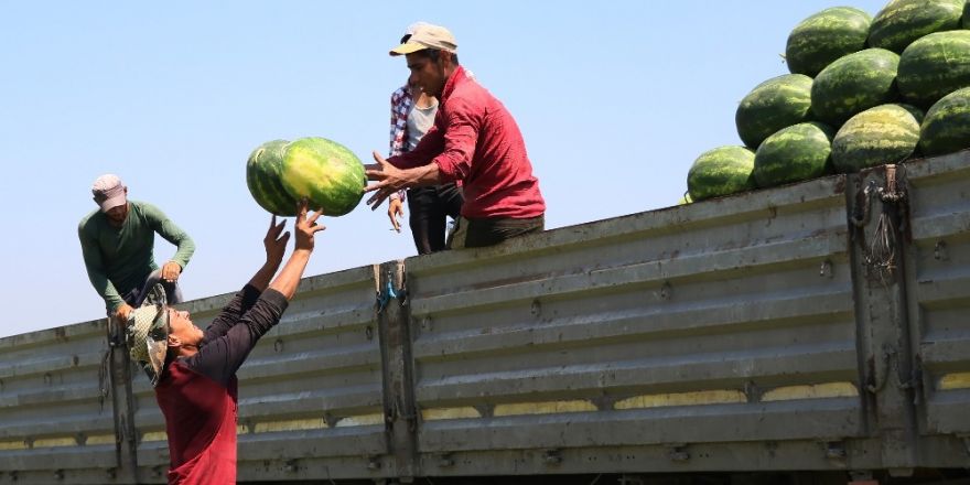 Karpuzun Rusya’ya ihracat beklentisinde hayal kırıklığı