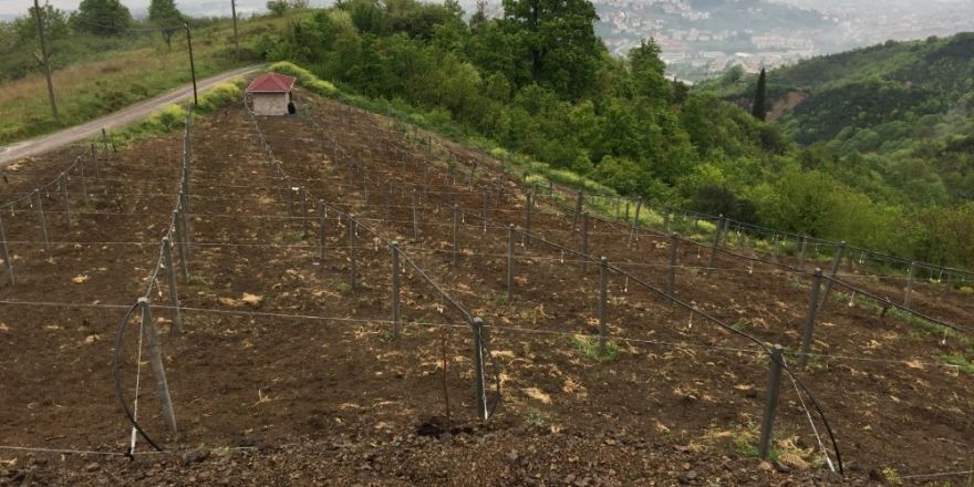 Büyükşehir’den Kocaeli’de kivi üretimine destek