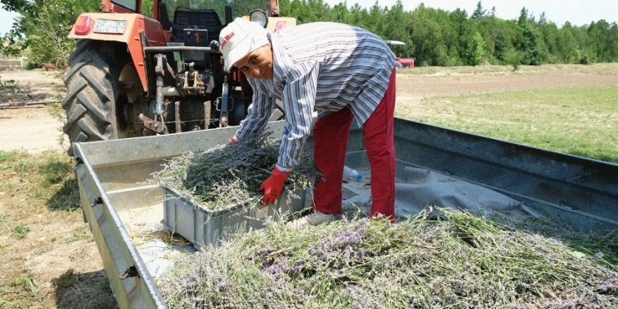 Edirne’de "Lavanta Günleri"