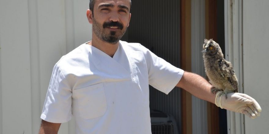 Yüksekova’da bulunan iki yavru baykuş tedavi altına alındı
