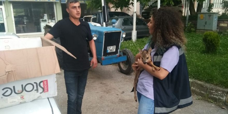 Köylüler tarafından bulunan yavru karaca koruma altına alındı