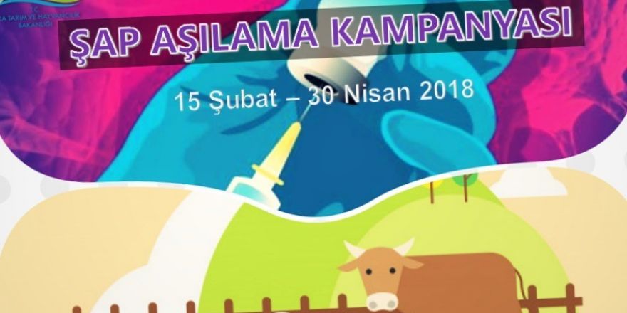 Van’da şap aşılama kampanyasında yüzde100 başarı