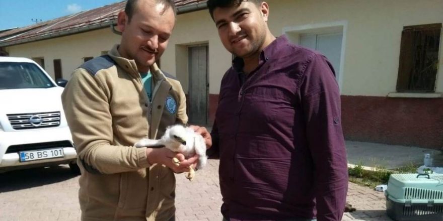 Sivas’ta kaçakçılardan kurtarılan yavru kartal Şanlıurfa’da koruma altına alındı