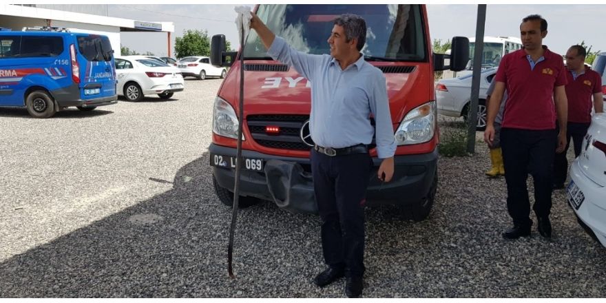 Yılanı itfaiye ekipleri etkisiz hale getirdi