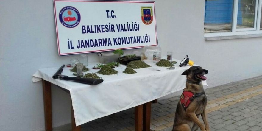 Jandarmadan uyuşturucu operasyonu