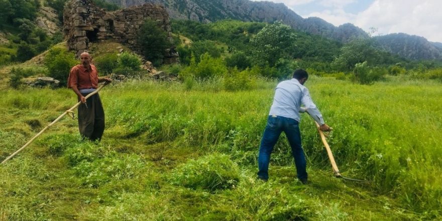 Terör yüzünden ekilemeyen araziler yeşillendi