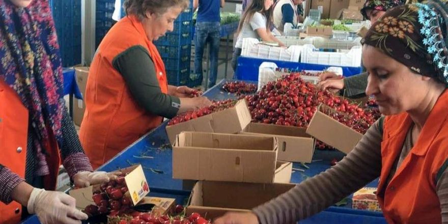 Kiraz 25 gün erken olgunlaştı fiyatlar dalgalandı