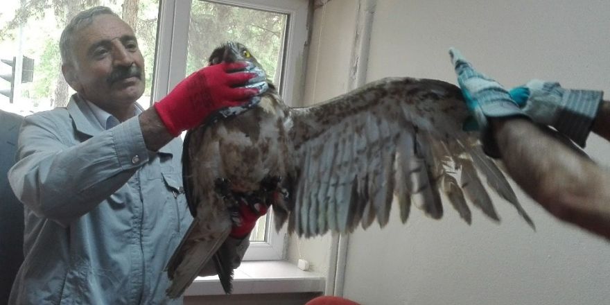 Tedavisi yapılan kartal doğaya bırakıldı