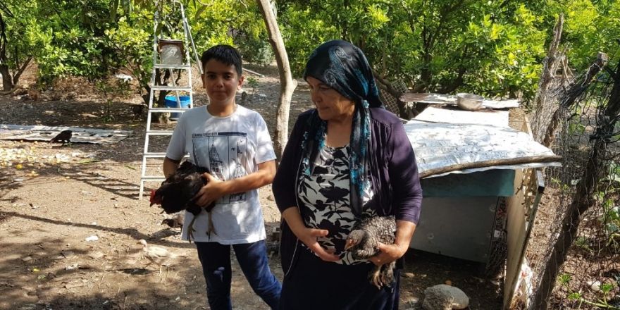 Yeni keşfettiği tavuk ırkına annesinin adını verdi