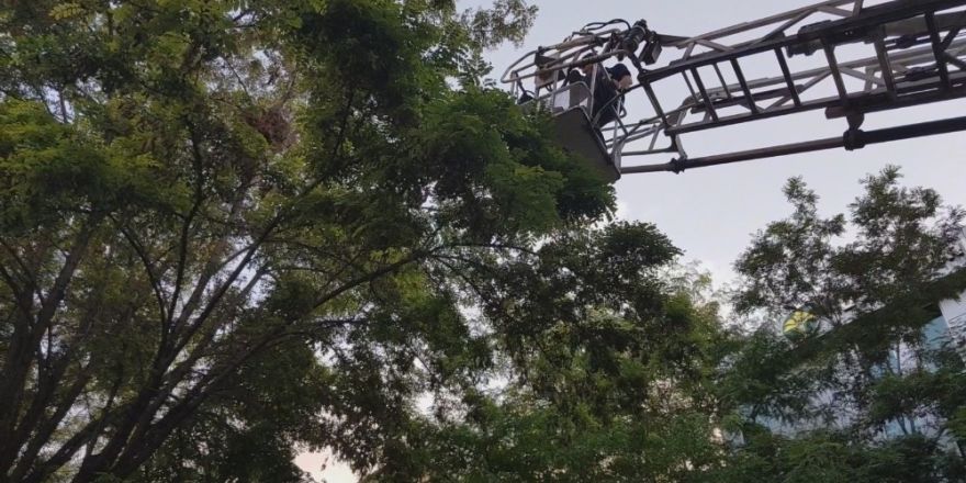 Ağaçtan düşen karga yavrusu için seferber oldular