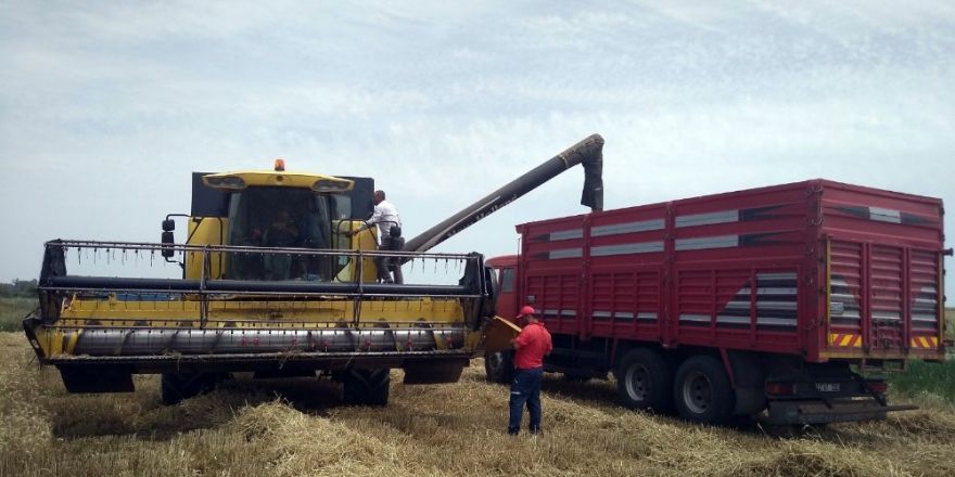 Edirne’de buğday veriminde geçen yıla göre ciddi düşüş yaşanıyor