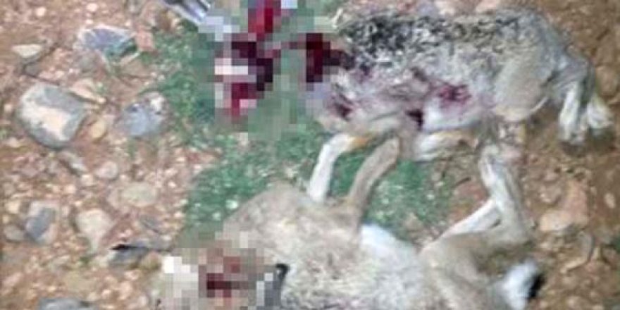 Kaçak tavşan avcısına 4 bin lira ceza kesildi, traktörüne el kondu