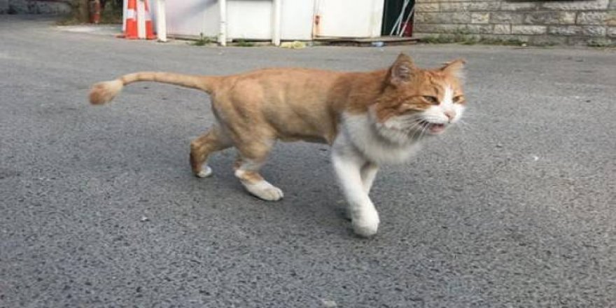 Oktar’ın ‘aslan’ kedisi sokakta kaldı