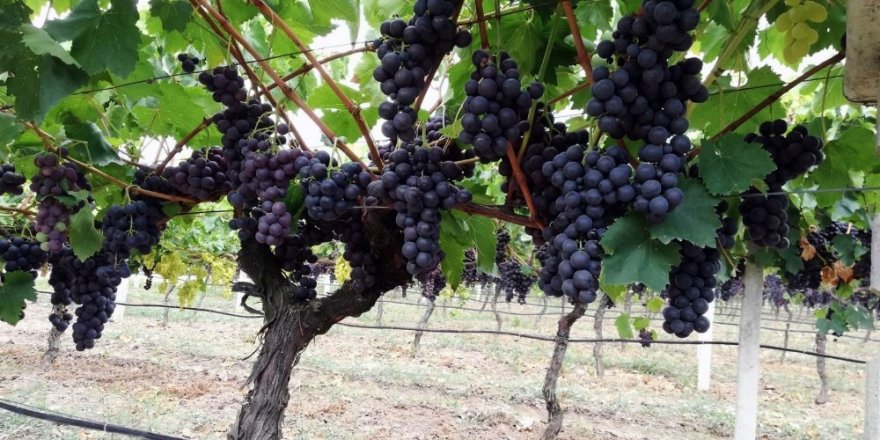 Yılın ilk üzüm hasadı Sakarya’da başladı