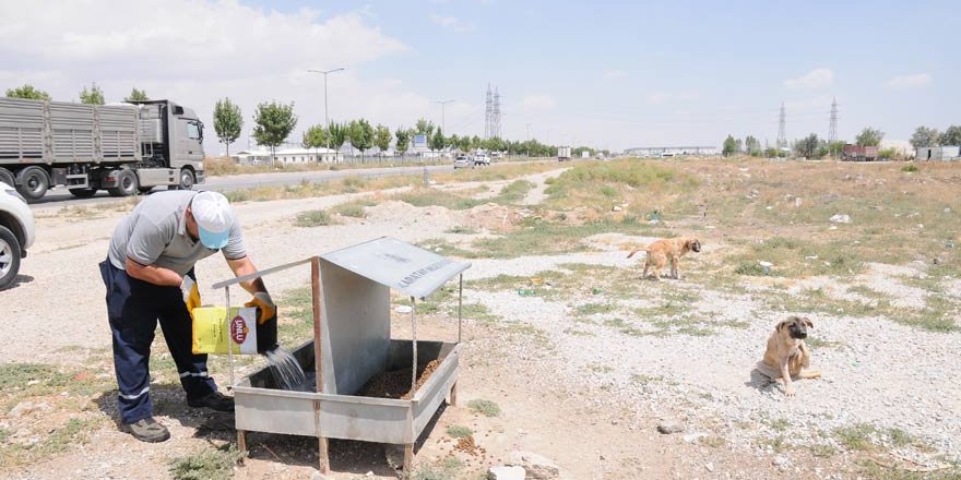 Karatay, yaz sıcaklarında da sokak hayvanlarının yanında