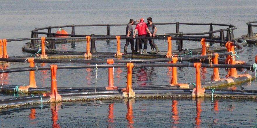 Mersin Kent Konseyi’nden balık çiftlikleri tepkisi
