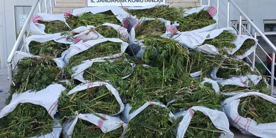 Bingöl’de 700 kilo esrar, 40 bin kök kenevir ele geçirildi