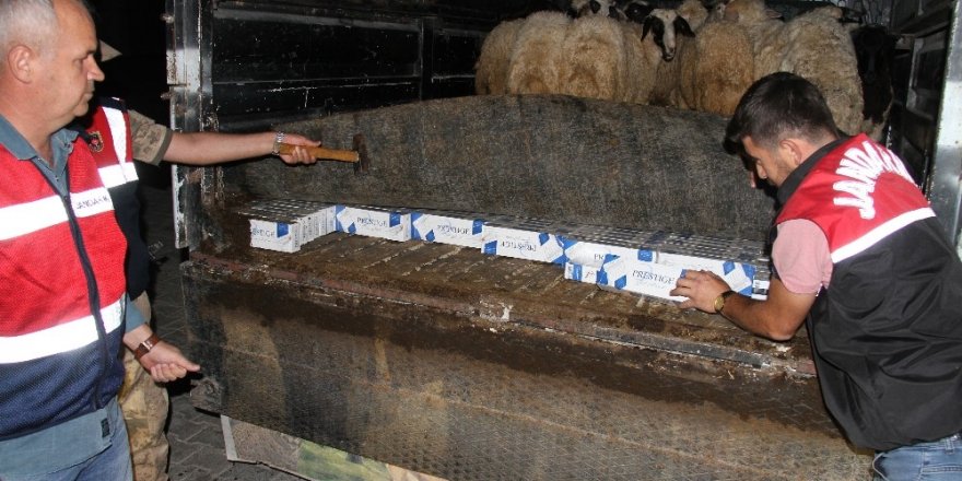 Koyun yüklü kamyonette 6 bin 760 paket kaçak sigara ele geçirildi