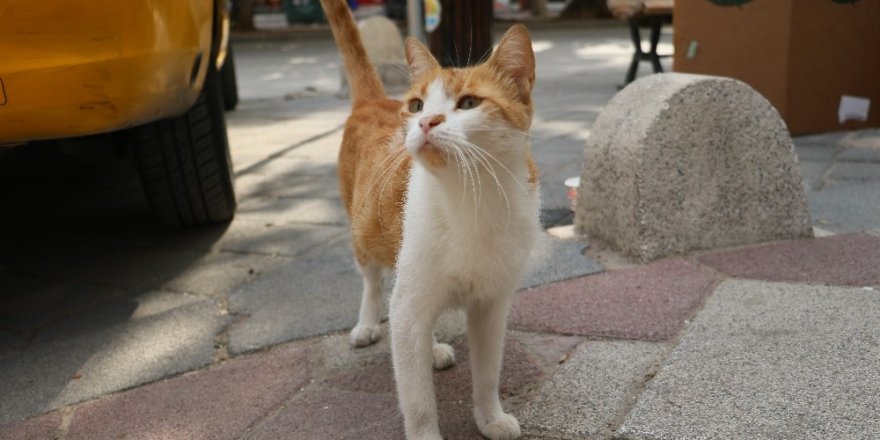 "Mırmır"ı gören köpekler yolunu değiştiriyor