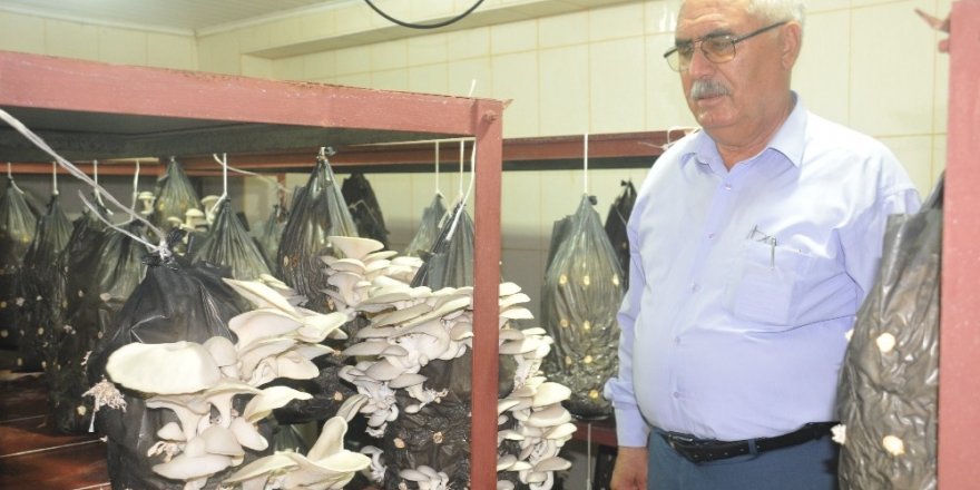 Mantar yetiştiriciliği kursunda istiridye mantarı hasadı yapıldı