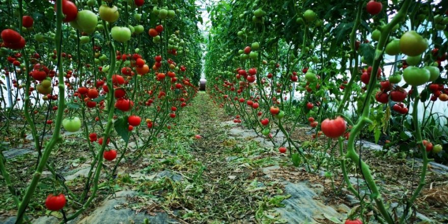 Büyükşehir’in desteklediği seracılıkta verim artıyor
