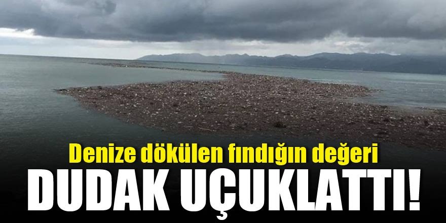 Denize dökülen fındığın değeri dudak uçuklattı