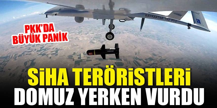 SİHA teröristleri yaban domuzu yerken vurdu