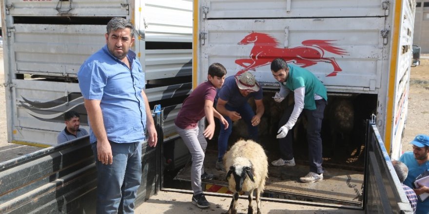 39 genç çiftçiye bin 404 küçükbaş hayvan dağıtıldı