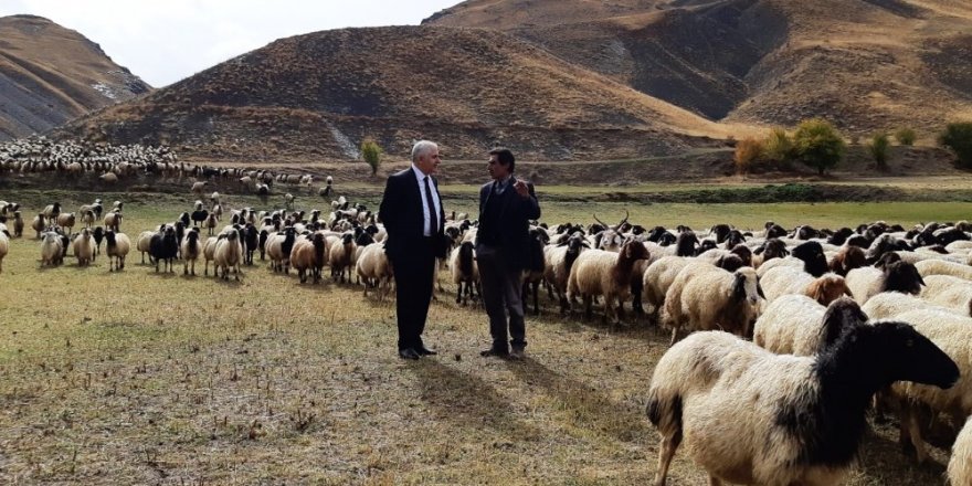 Norduz koyunu yetiştiricilerine destek