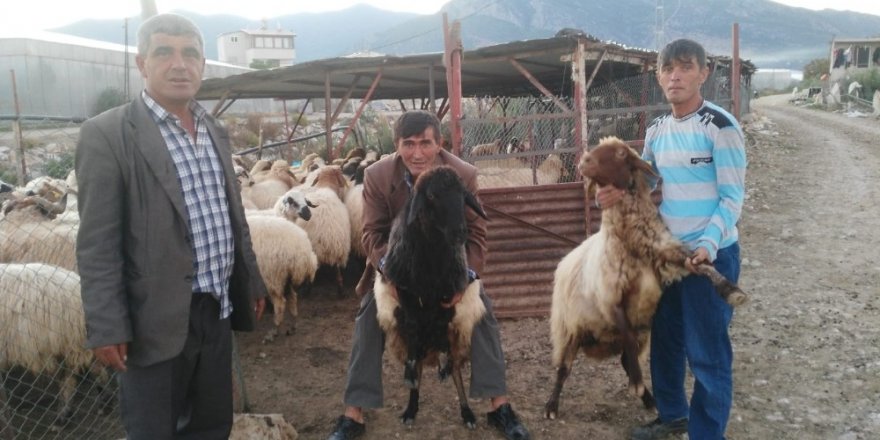 Koyunlarını bulana para ödülü verecek