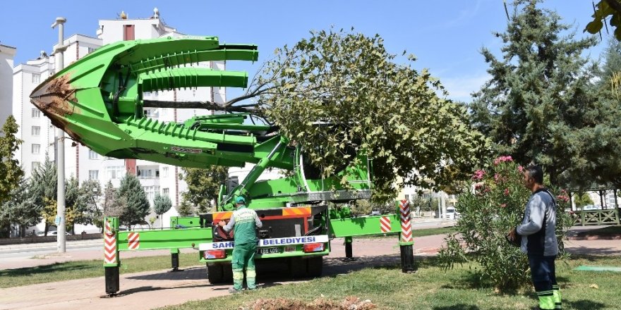 Şahinbey’de ağaçlar kesilmeden taşınıyor
