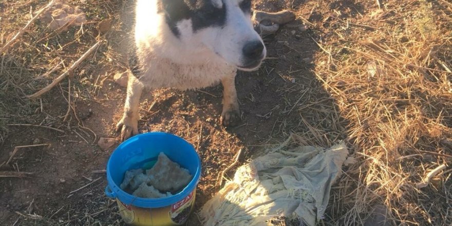 Tüfekle vurulan köpek sulama kanalında mahsur kaldı