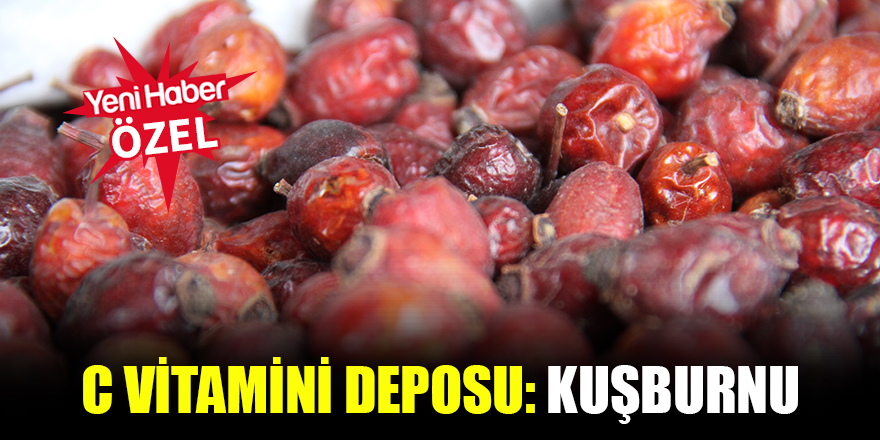 C vitamini deposu: Kuşburnu