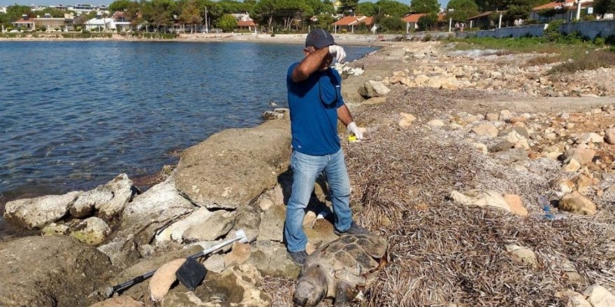 Didim’de sahil güvenlik ekiplerinden caretta caretta seferberliği