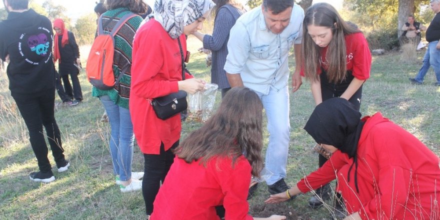Binlerce meşe palamudu toprakla buluştu