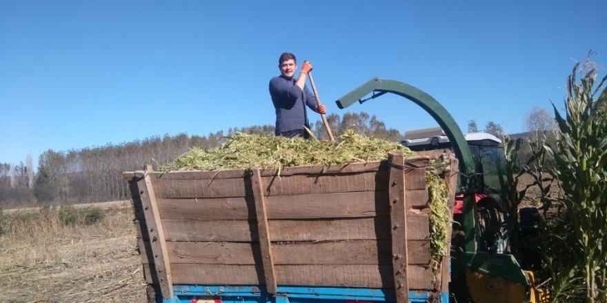 2 Bin 500 ton mısır üretildi