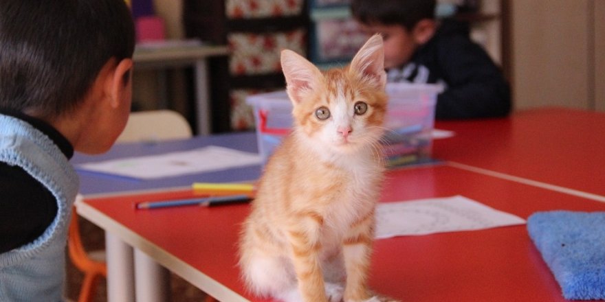 Tedavi edilen yavru kedi, sınıfın üyesi oldu