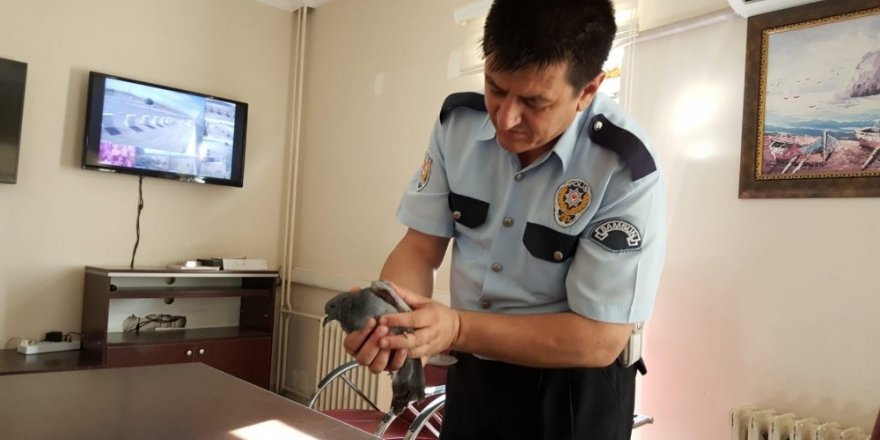 Polisler yaralı güvercini tedavi etti