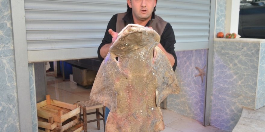 İnsan boyundaki vatoz köpekbalığı ilgi odağı oldu