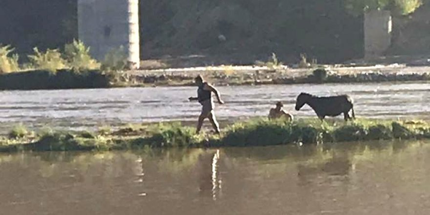 Dicle Nehrinde mahsur kalan eşek itfaiye ekipleri tarafından kurtarıldı