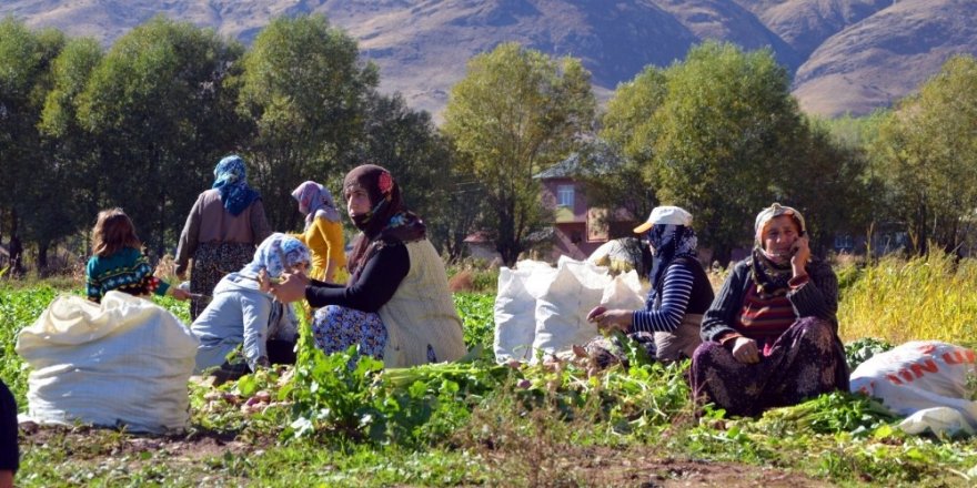 200 hanelik köyde şalgam hasadı