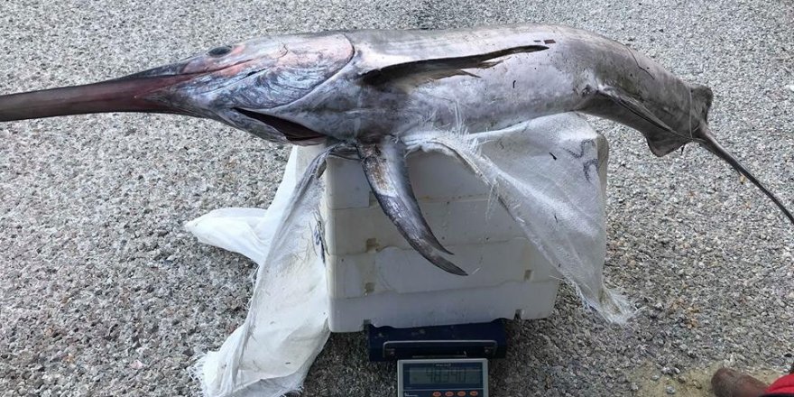 2 metre 30 santim boyunda kılıç balığı yakaladılar